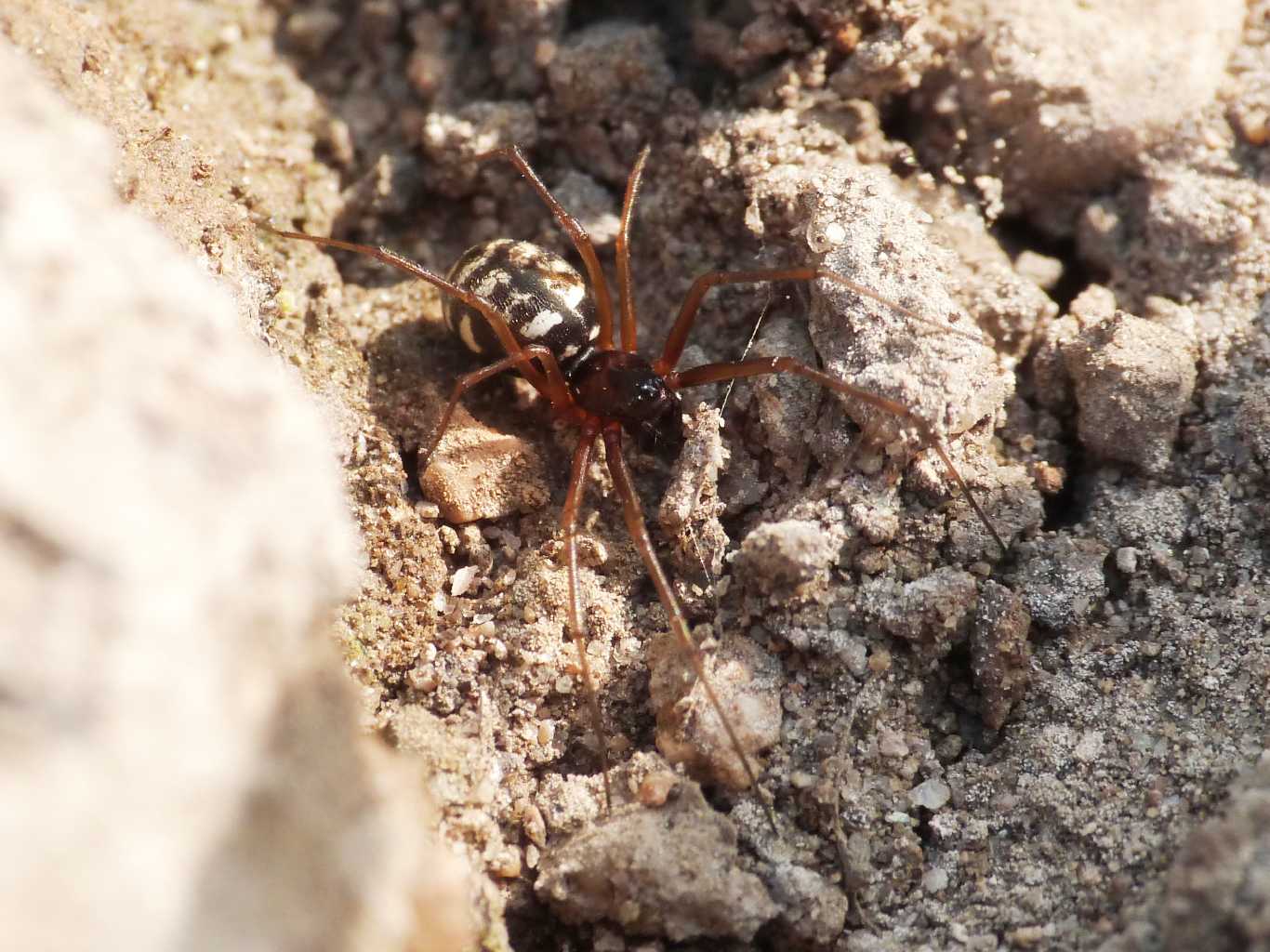 Linyphiidae molto colorato - Santa Teresa Gallura (OT)